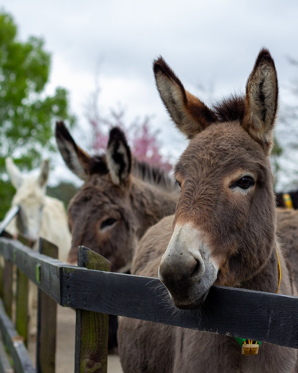 Our sweet donkeys in Farm Hill Paddock at our Open Farm relaxing and watching the world go by...🥰🌍