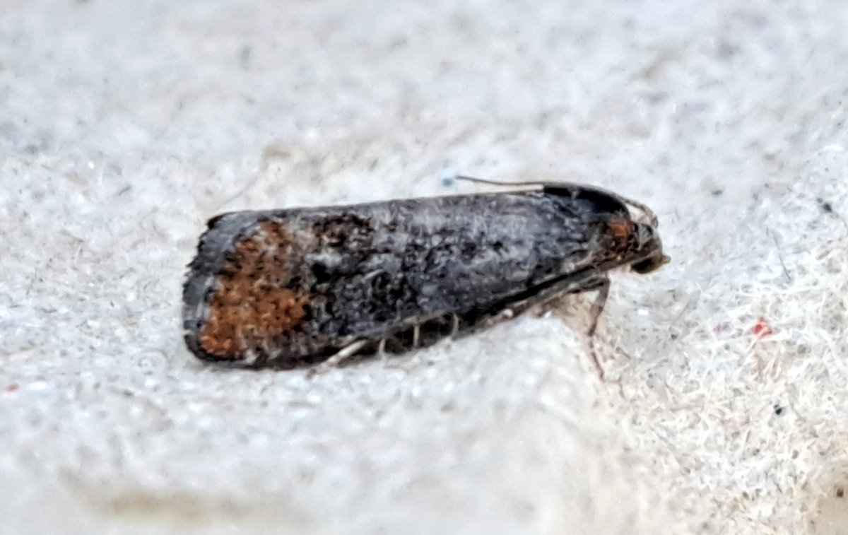 Graham Deacon (@grahamdeacon12) on Twitter photo Some interesting moths from my Swindon garden today. Campion is a local scarcity & new for me. Also, May Highflyer & Red Twin-spot Carpet. Unknown micro that looks like Pseudococcyx posticana but need help please as this would make it the 3rd Wilts record <a href="/MOTHIDUK/">UK Moth Identification</a> Some interesting moths from my Swindon garden today. Campion is a local scarcity & new for me. Also, May Highflyer & Red Twin-spot Carpet. Unknown micro that looks like Pseudococcyx posticana but need help please as this would make it the 3rd Wilts record <a href="/MOTHIDUK/">UK Moth Identification</a>