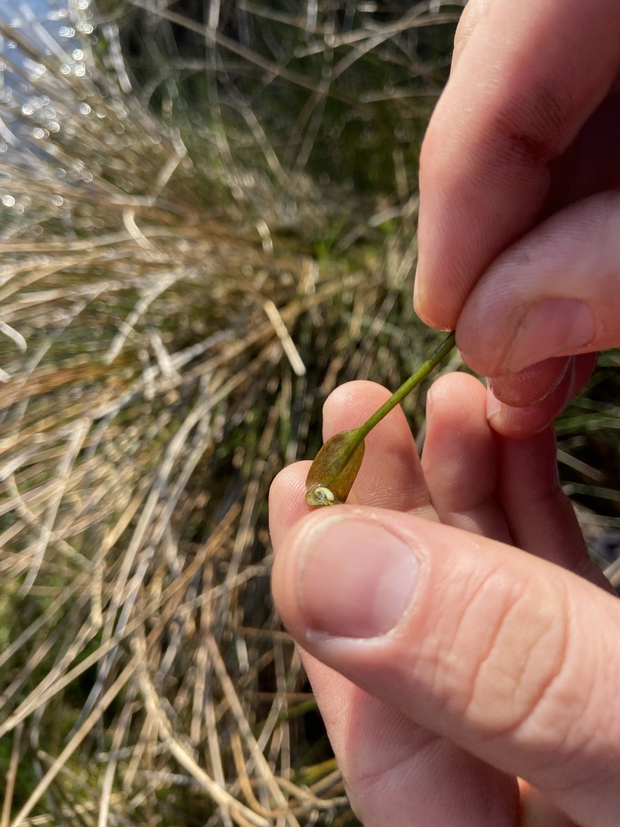 Exciting news! Great crested newt eggs have been found in a newly restored pond at Cutacre nature reserve in Wigan 🦎