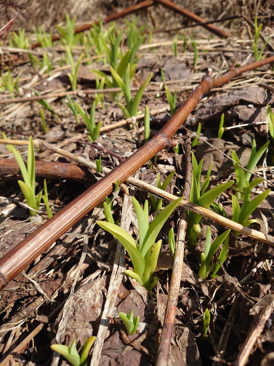 ヤブカンゾウ　そのまま食べても　ほんのり甘くてえぐみ無く美味しい　ビタミン　ミネラル　タンパク質がバランスよく含まれており　特に鉄分はホウレンソウの20倍　立ち眩みする人とかいいかもね🍀
