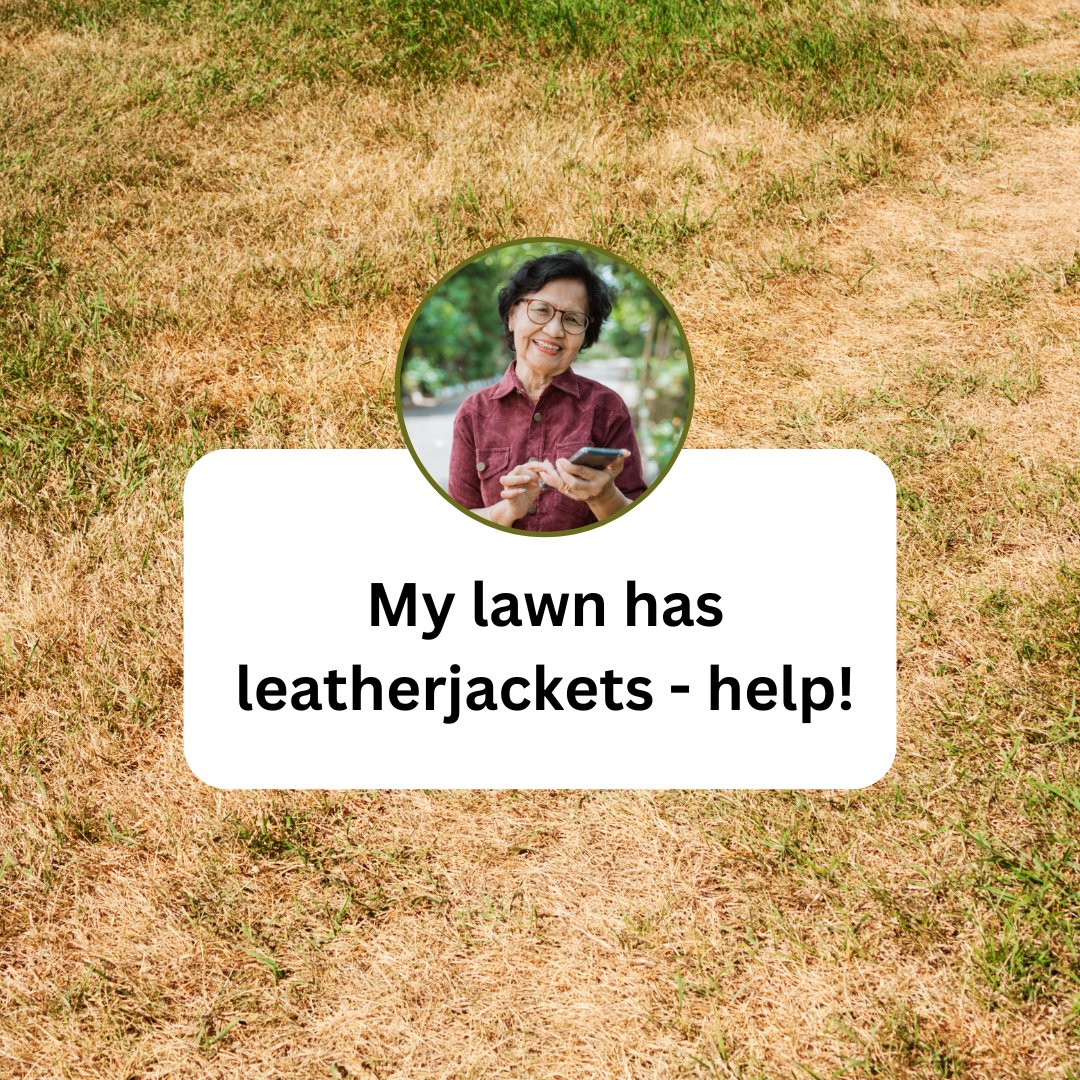 Leatherjackets,   the larvae of crane flies, can wreak havoc on your lawn and plants without   you even realising it! 🐛🌱 Here’s how to spot the signs of an   infestation:

🔍 1. Wilting grass 

🔍 2. Increased bird activity

🔍 3. Uneven lawn surface 

🔍 4. Damaged plants 

💡