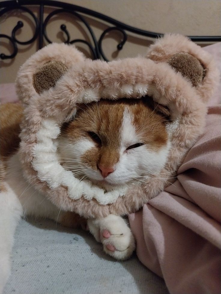 engelsschwarz's tweet image. Kittay:3