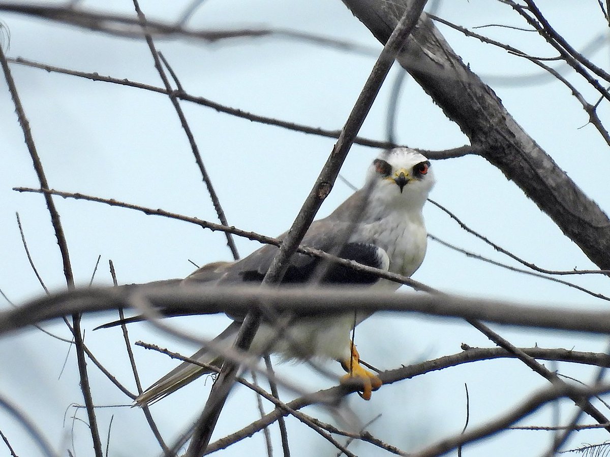 Kyuu (@foxtail9) on Twitter photo 