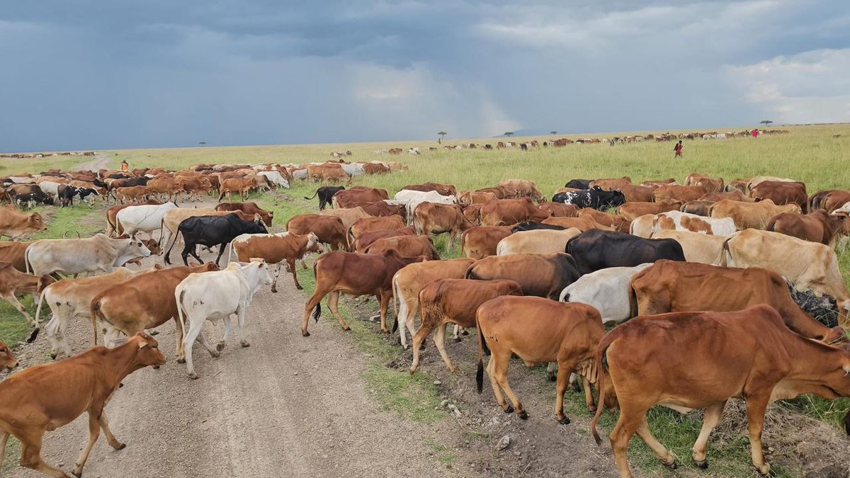 LamaraTourism's tweet photo. Sunset at the Mara North Conservancy, Kenya

#sunsetmagic #maranorth #kenyasunset #naturebeauty #wildlifewonder #cattle #Masai #maa https://t.co/UZIBM8R37S