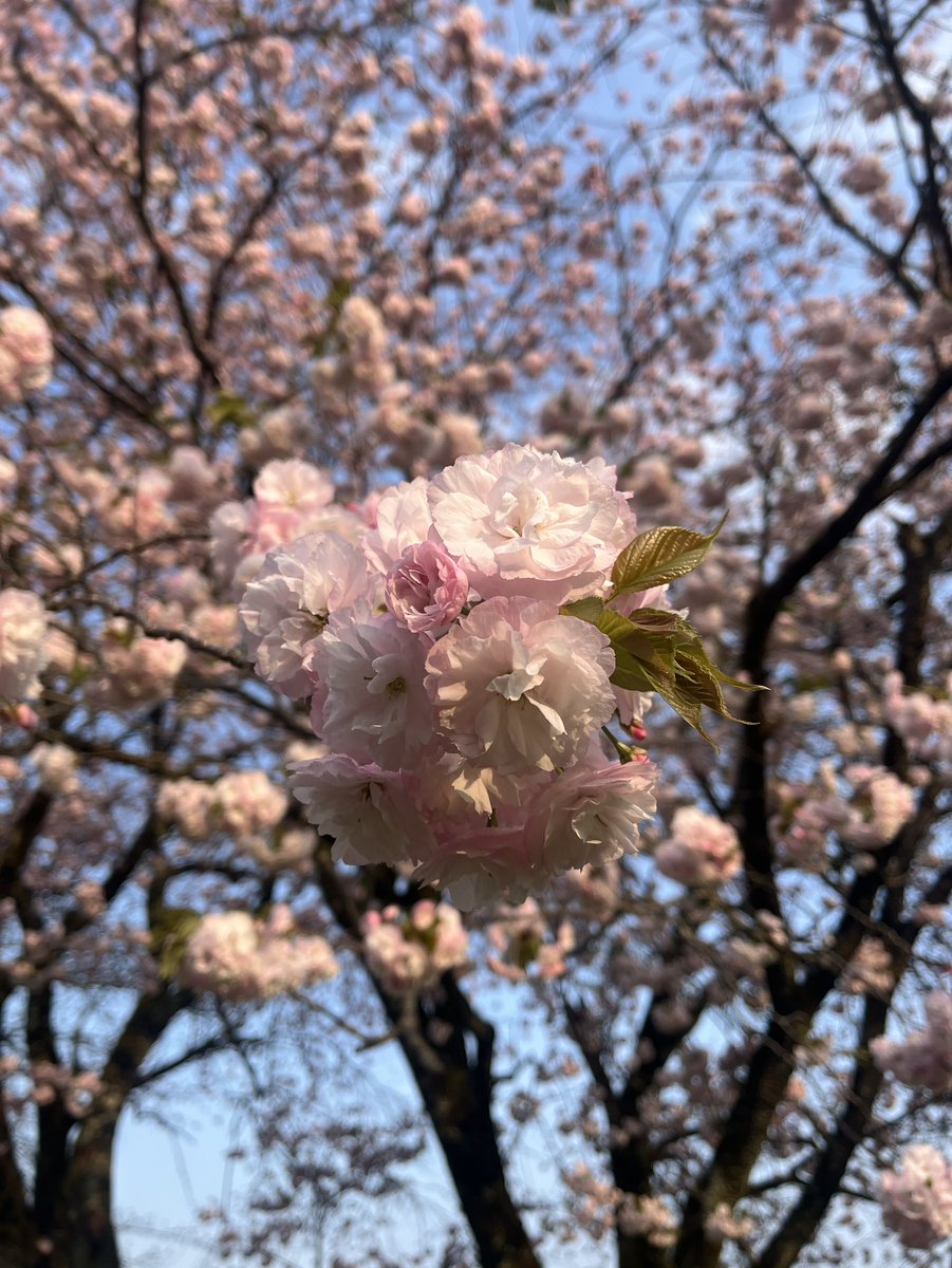 ぴの (@piiiiino00) / Posts / X