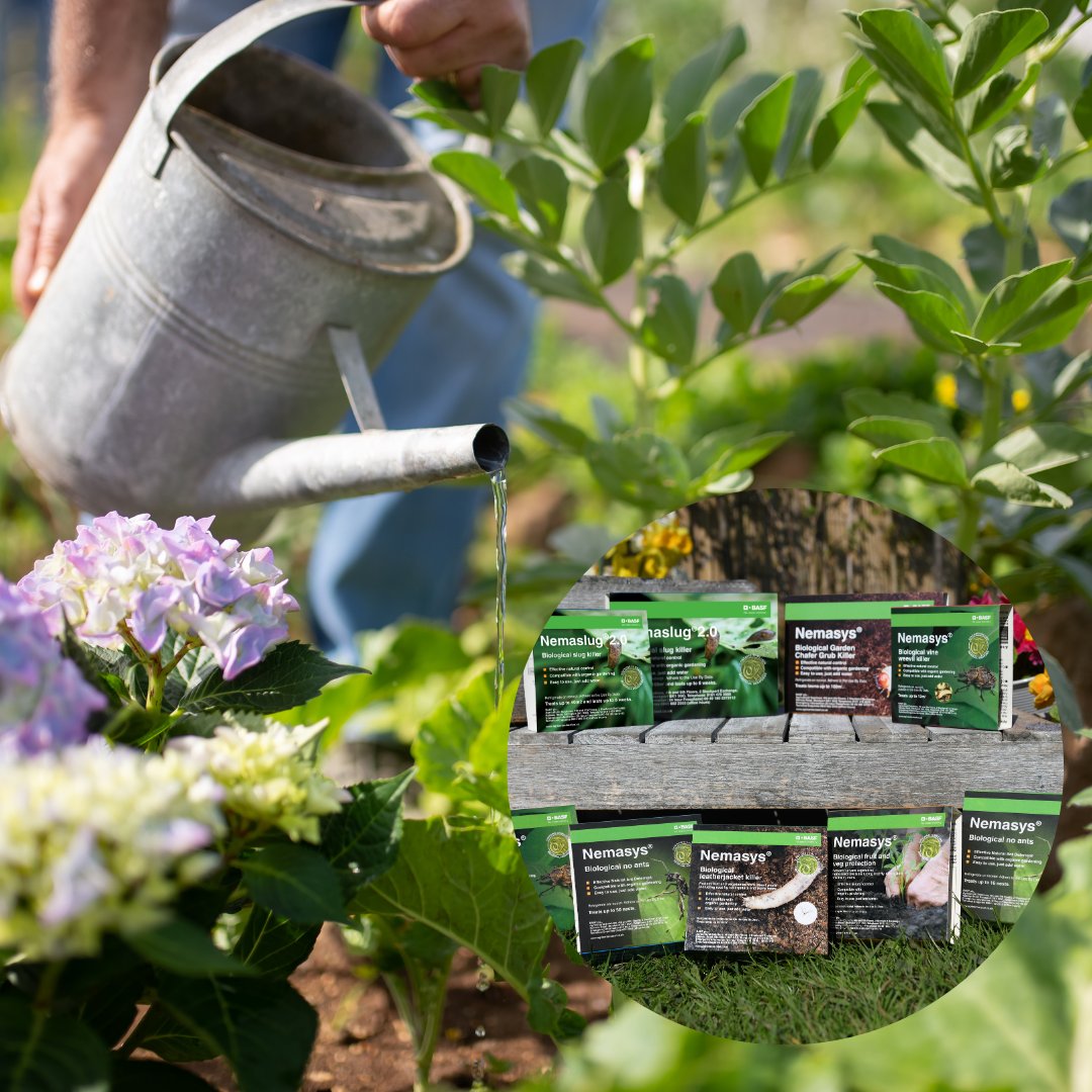🌿🌎 Celebrate National Gardening Week with natural pest control! 🌎🌿

Starting in the garden can feel overwhelming – there are so many choices to make, from picking plants to tackling pests! Beneficial nematodes offer a simple, sustainable solution that both beginners and