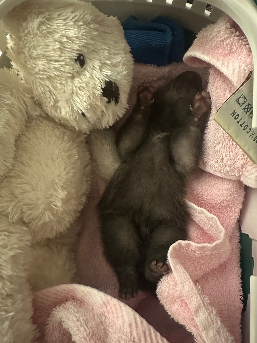 Ruby has gone from strength to strength. She is still in intensive care until she is full fit with this soft teddy as a friend. Cross everything and wish her luck.  Please support our work here, in what ever way you are able. Thank you hawr.co.uk/2024/12/18/eve…