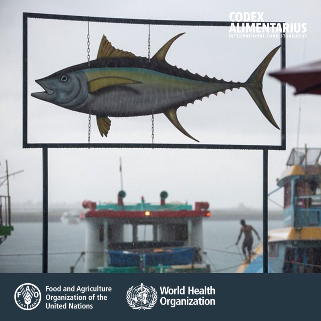 🤔 | #DYK | Tuna species account for 20% of the value of all marine capture fisheries and over eight percent of all globally traded seafood 🎣🚢

👉To protect consumer health, Codex adopted >30 texts for fish and fishery products.

➕ℹ️➡️bit.ly/CodexTexts

#WorldTunaDay