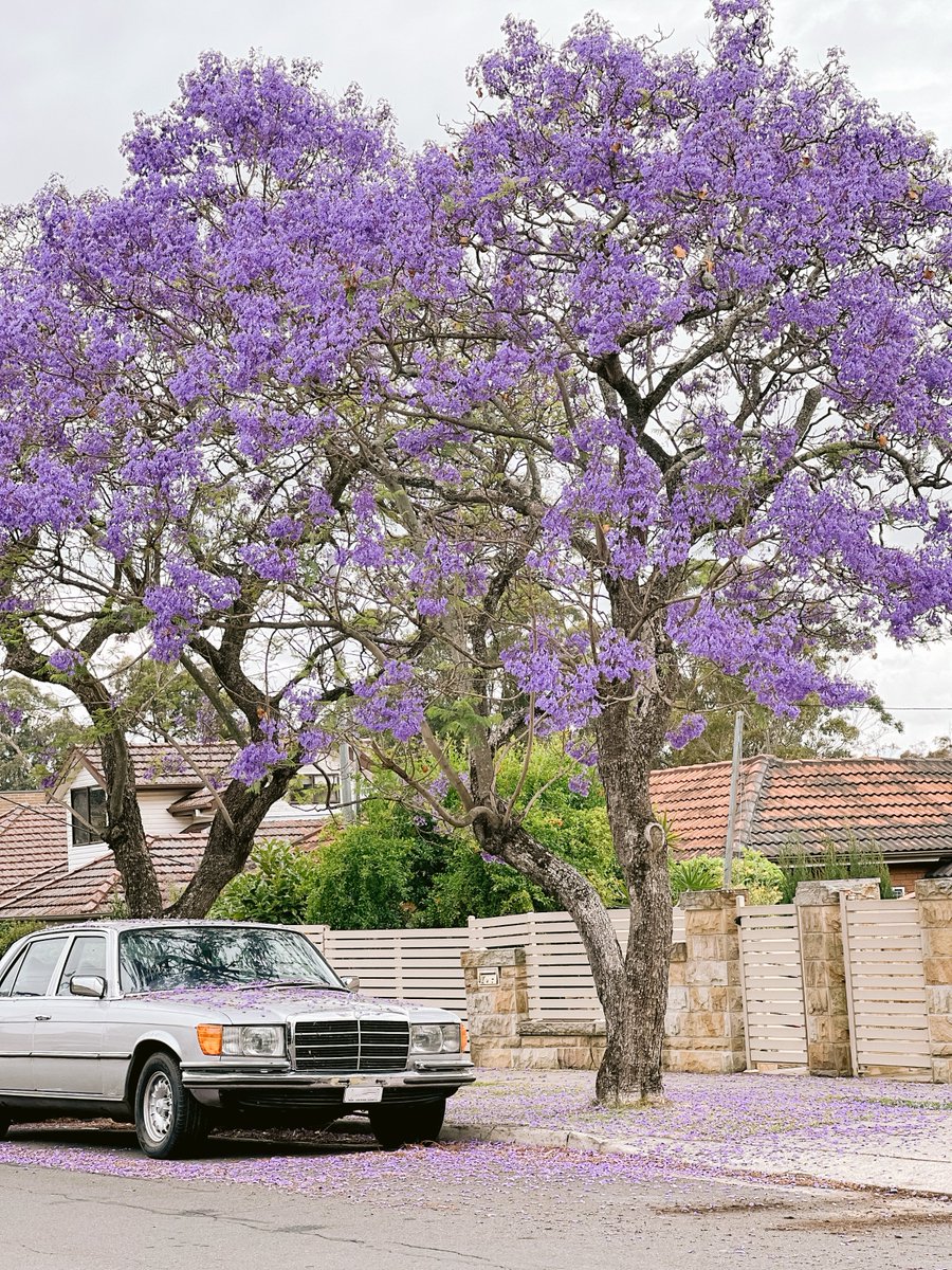 traveloka's tweet image. Kalo Jepang punya bunga pink sakura, Sydney punya bunga ungu Jacaranda ini 💜

Warga lokal sering ke luar rumah buat hunting bunga ini. Kalo kamu dikasih diskon Tiket Pesawat buat liburan ke Sydney &amp;amp; liat bunga ini, gabisa nolak kan? 😌
Cek promonya yuukk: trv.lk/visitsydney