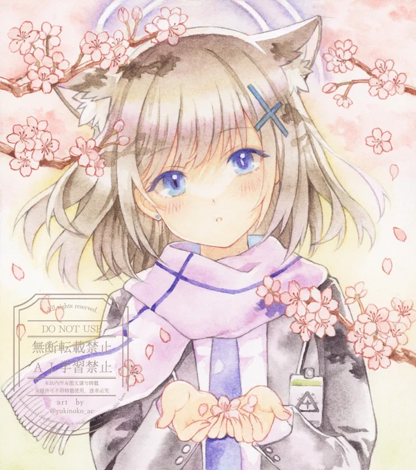 「先生、桜が」 #ブルアカイラスト #ブルアカ #BlueArchive #砂狼シロコ #透明水彩 #アナログ絵 #illustration