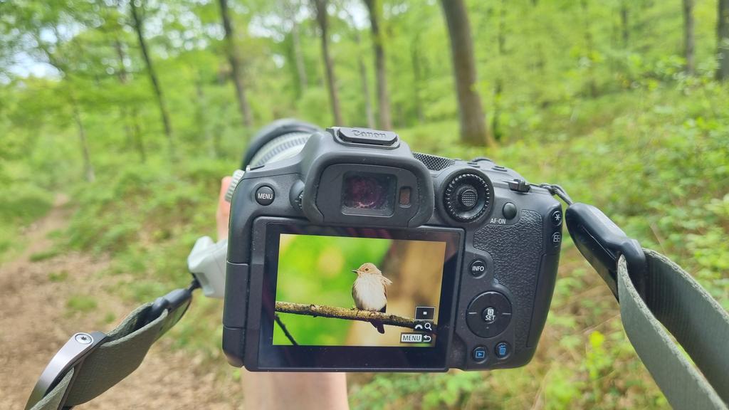 My first Spotted Flycatchers (3) back singing in #WyreForest this morning. #WorcsBirds