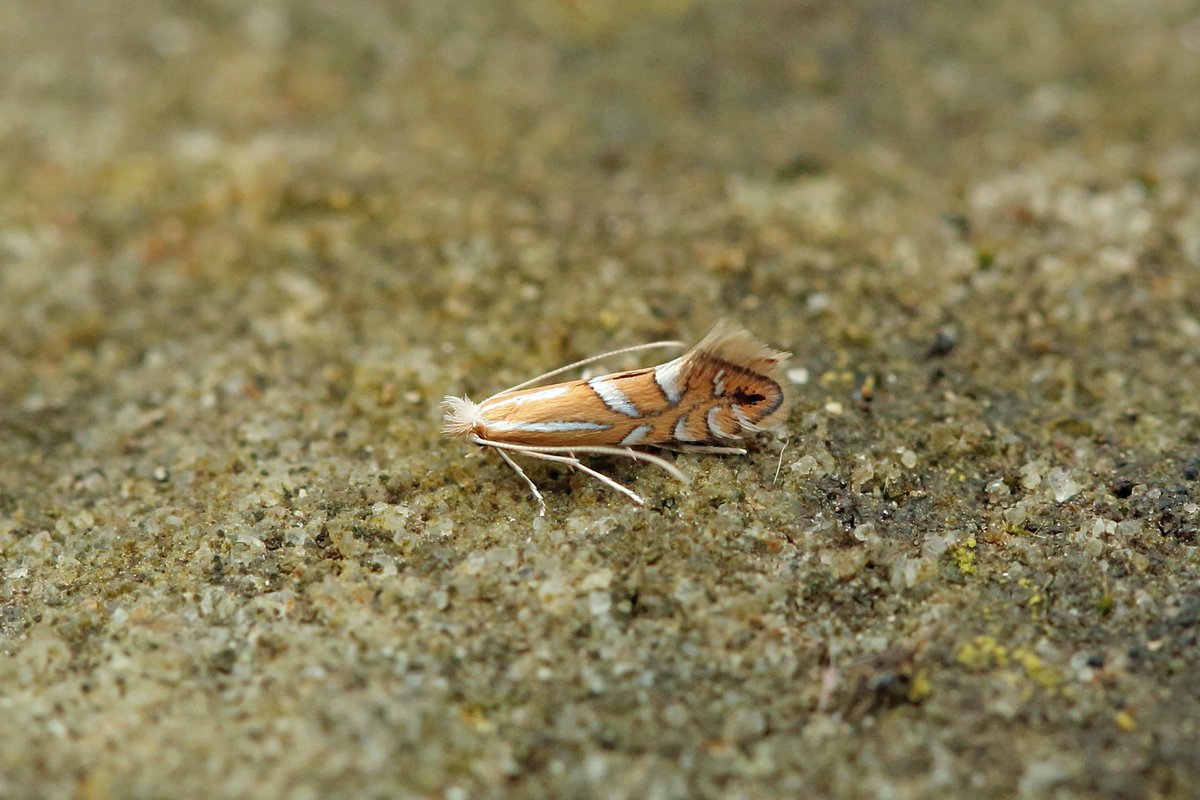 30th April Burntisland 301/74! 4 NFG Phyllonorycter lantanella, Puss Moth, Poplar Grey &amp; Green Silver-lines, 24 further NFYs inc. some very early dates. Garden list moves to 650, year list to 124, previous best end April was just 64. #teammoth