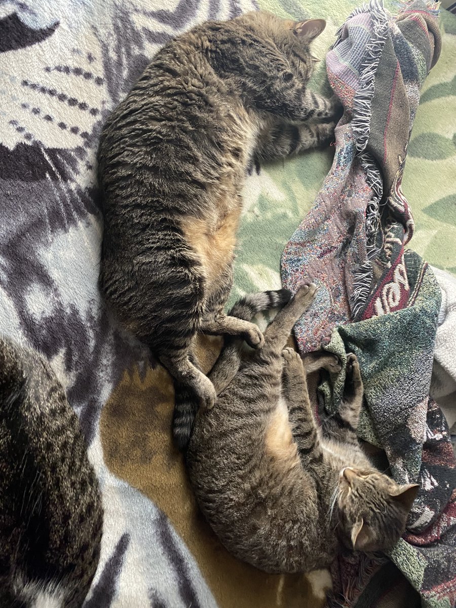 Nap time...
#cats #tabbycats