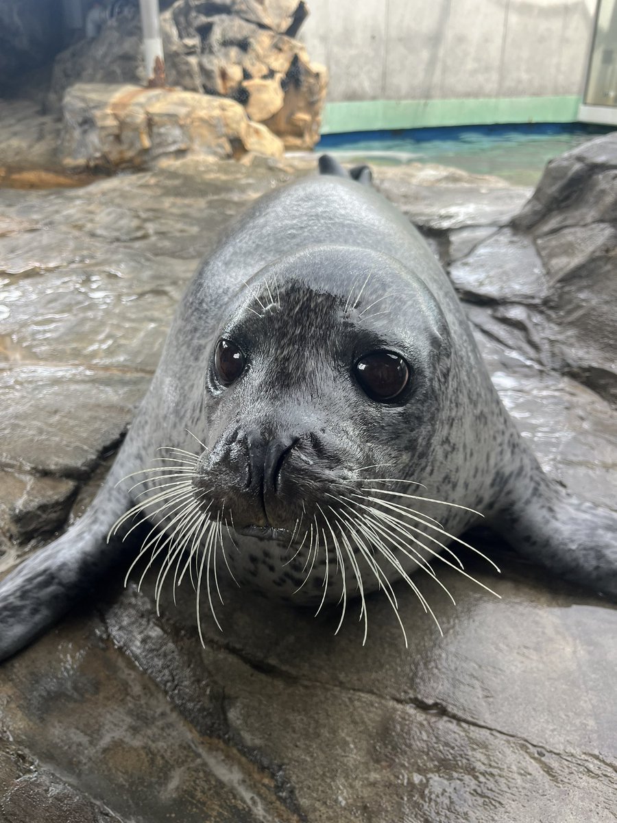 あざらし同好会 (@azarasi_suisui) / Posts / X