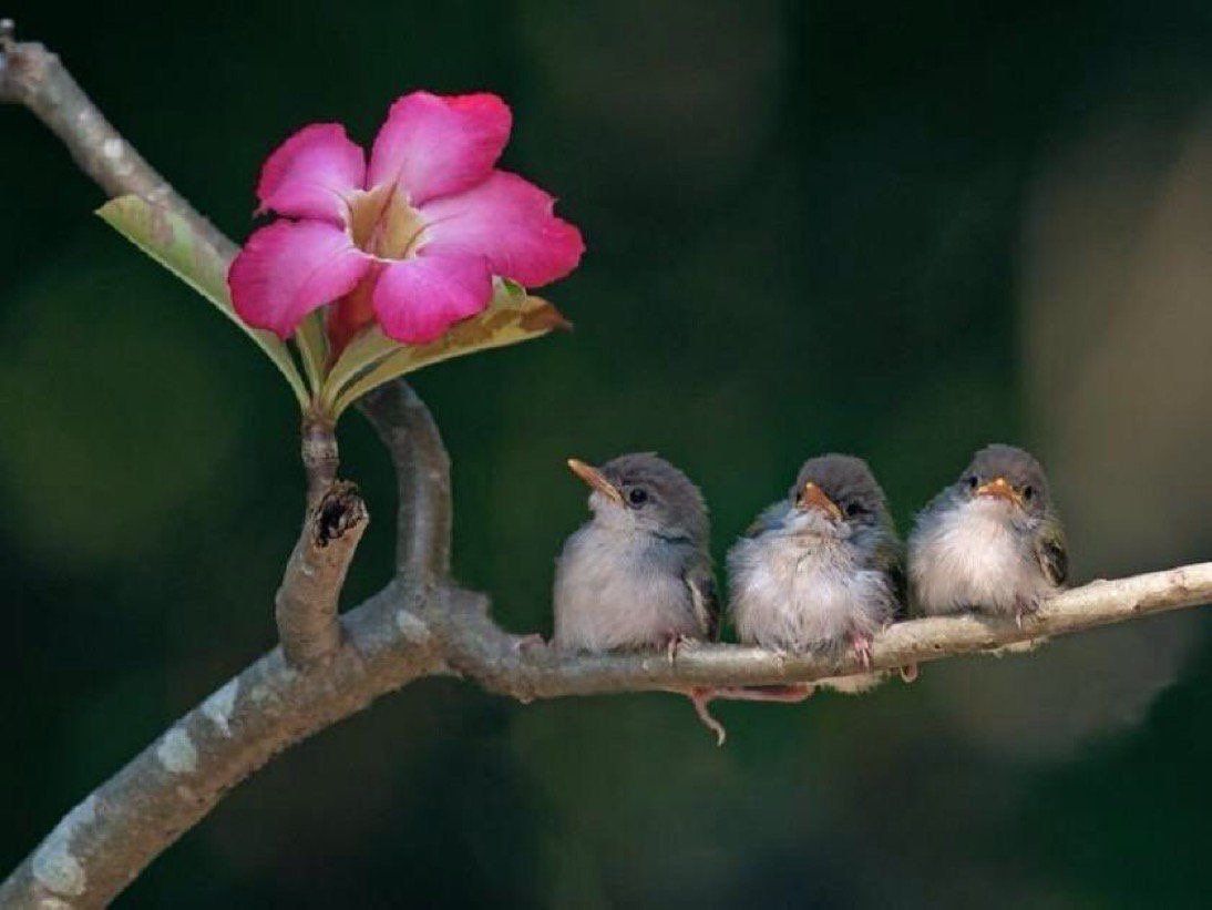 ramblingsloa's tweet photo. Before you speak
Let your words pass through three gates: 
Is it true? 
Is it necessary? 
Is it kind? 

Buddhist Proverb https://t.co/Q0yBG85sUl
