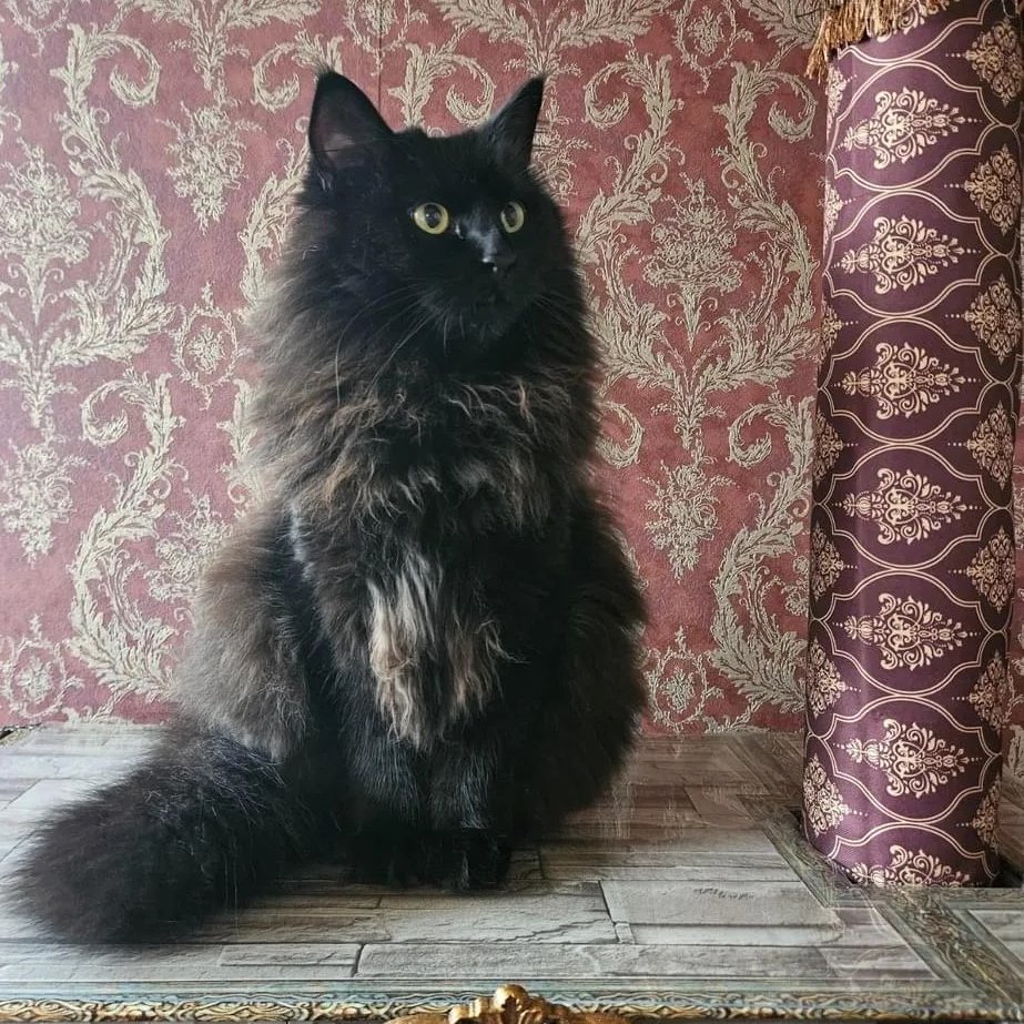 【迷子猫情報：恵庭市】
lostpet.jp/39282