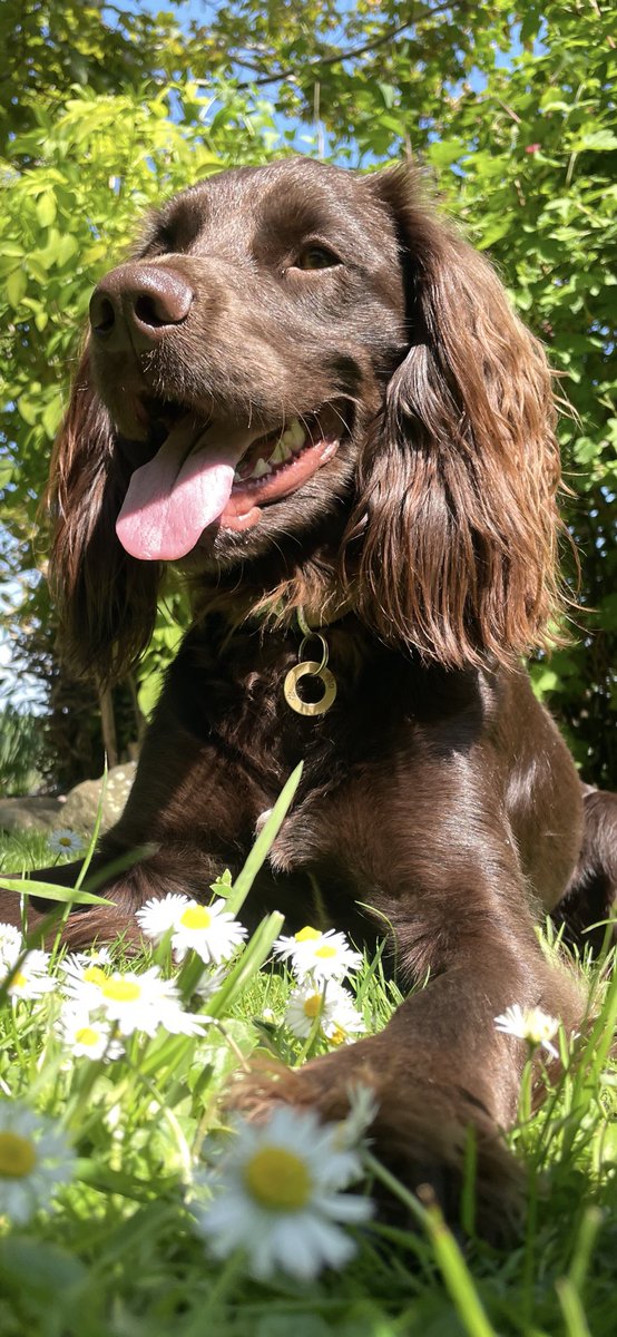Otto enjoying the weather . #pets #sunshine