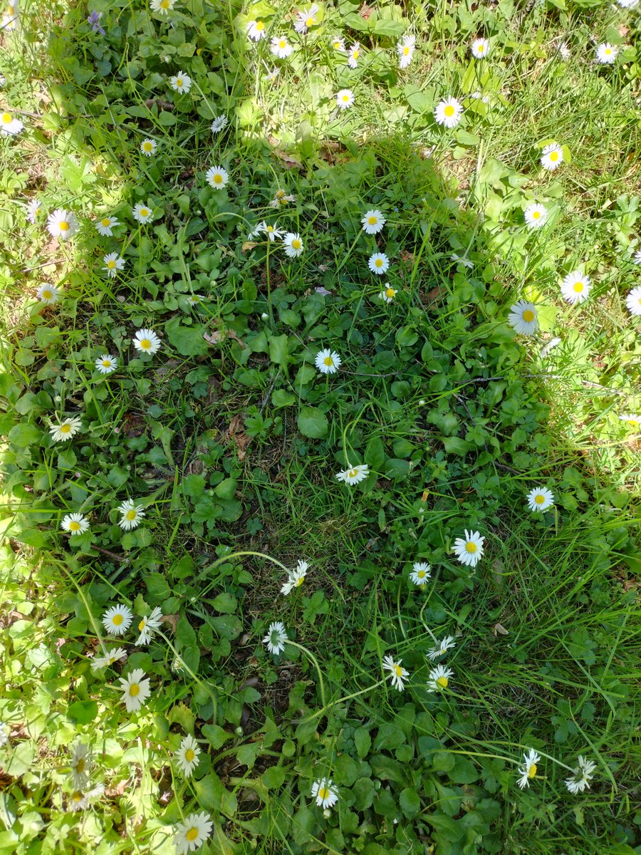 sellierna1's tweet photo. Symbiose.

#fleurs #flowers #nature #spring # https://t.co/oJjKQEUrnL