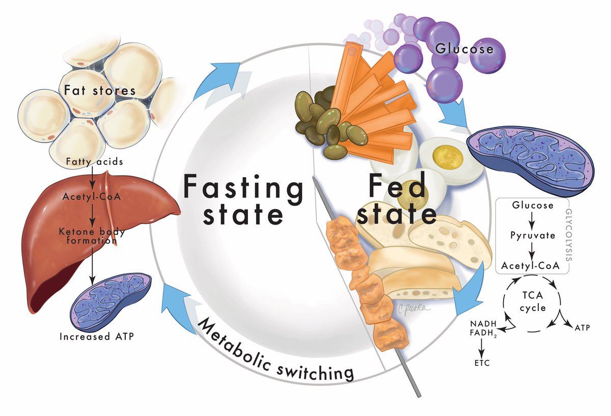 Pam R. Taub, MD❤️💃🏻 (@pamtaubmd) on Twitter photo Congrats to <a href="/lizziesageMD/">Elizabeth Sage Epstein, MD</a> for leading this article where we discuss hormesis which is the concept of exposing the body to small doses of intermittent stress to activate biochemical and molecular pathways that evolved to sustain living things through hardship. Hormesis is the Congrats to <a href="/lizziesageMD/">Elizabeth Sage Epstein, MD</a> for leading this article where we discuss hormesis which is the concept of exposing the body to small doses of intermittent stress to activate biochemical and molecular pathways that evolved to sustain living things through hardship. Hormesis is the
