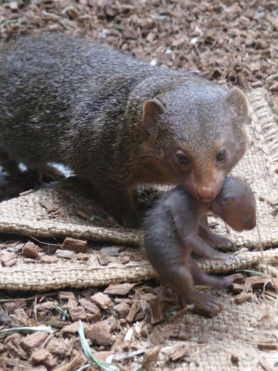 maru2022's tweet image. 赤ちゃんに会ってきたよ🐹おやつはけんちんうどんにしました（おやつ！？）THE STUDY ROOMさんにも伺ってハイエナグッズ入手😊里山フェアには早すぎ、ぎんぺーさん期間には遅すぎ…行く時期を間違えたぜ！コブシくんは会えず😇モトモトには会えた
#コビトマングース 
#上野動物園 #mongoose 
📷202504