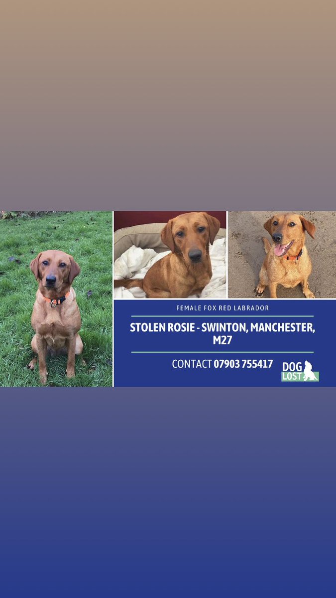 Please keep sharing and looking for ROSIE 🙏
Not one lead has sadly come for her despite lots of shares, tweets and the continuous endeavour to find her from her heartbroken owner 🥲
It only takes one sighting/piece of info to get her home!
Someone Somewhere knows Something 🙏🙏