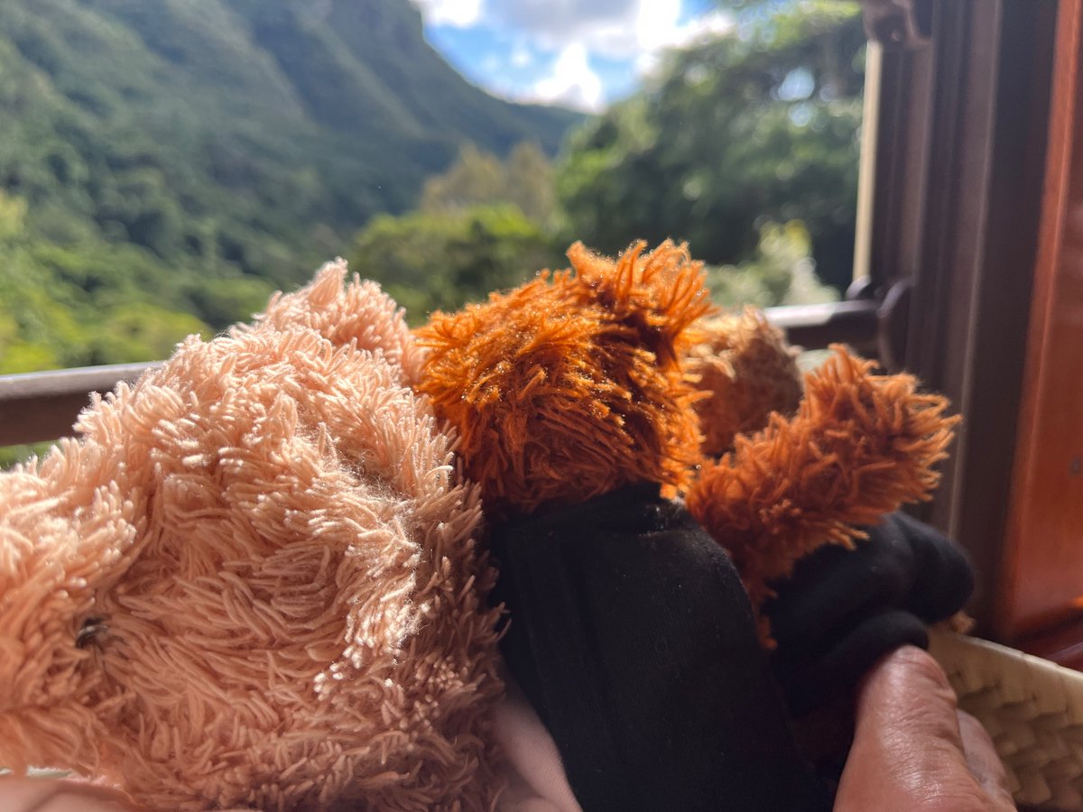 FlynnTheBear's tweet photo. From the train window! #flynn #flynnthebear #cairns #nsw #australia #trinitybeach #kuranda https://t.co/WoqkDzKqln