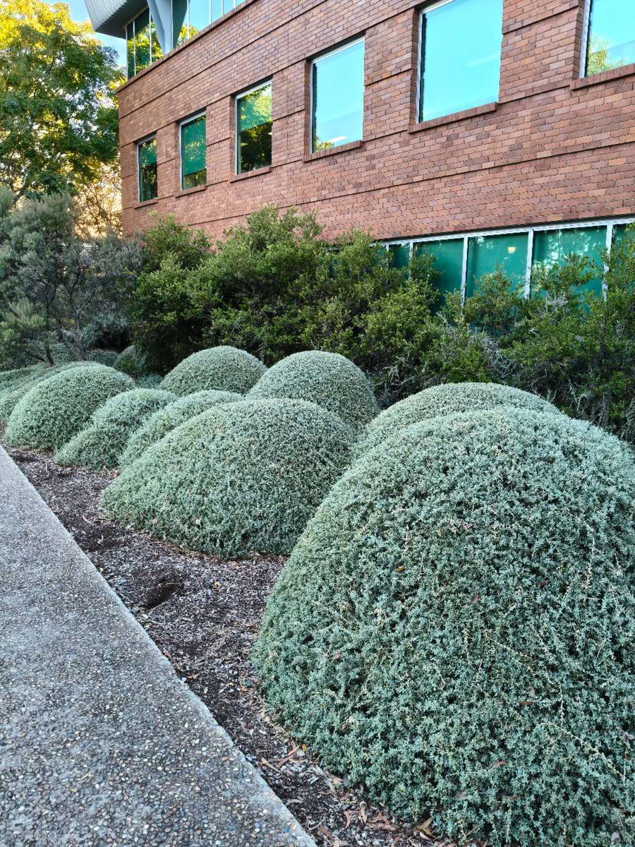 A normal day going past the computer science building at <a href="/ourANU/">ourANU</a>. Nice to see the plants here.