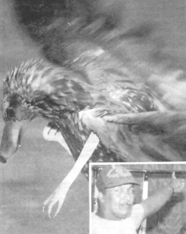 BestCryptids's tweet image. In the early 2000s a strange, aggressive bird with a "tail" growing out of its head attacked numerous farm animals in Puerto Rico. One of these birds was photographed according to a local newspaper, but these alleged photos are lost.