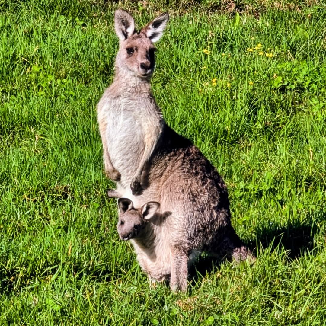 One of the Kangaroos that live on our farm with her Joey