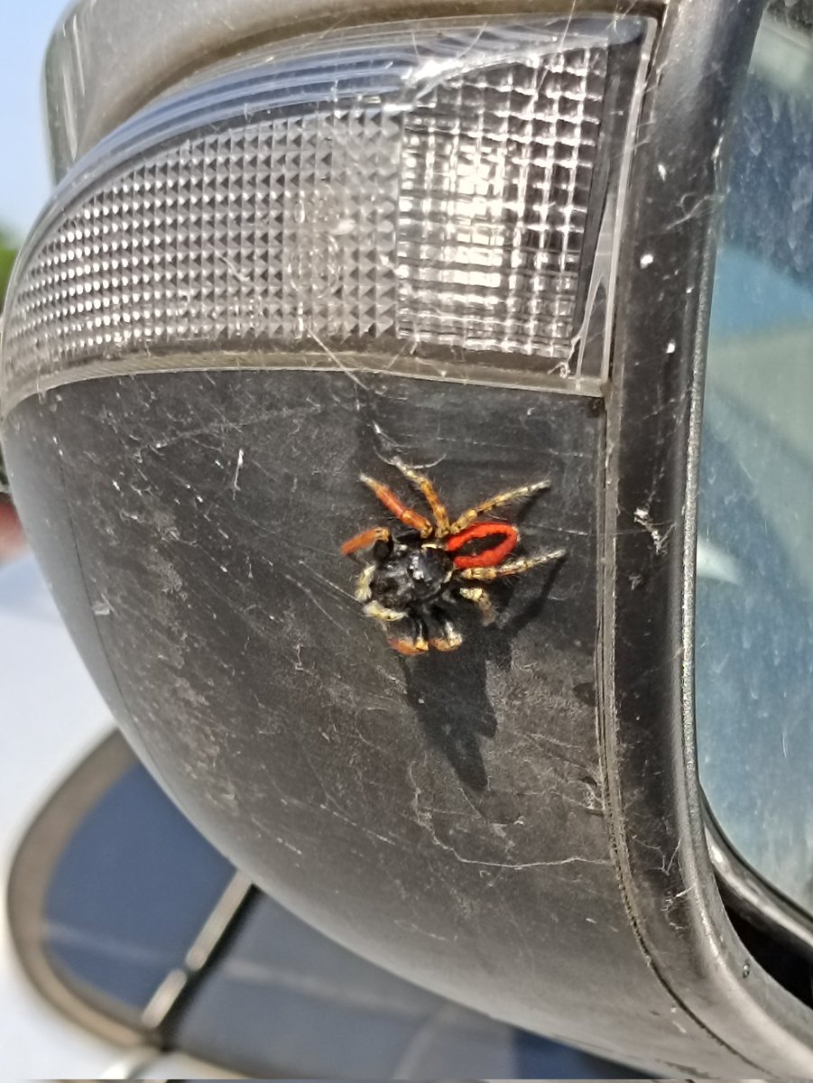 Gentilissimo <a href="/Nicola_Bressi/">Nicola Bressi</a> , chi è questo variopinto ragnetto sull'auto?