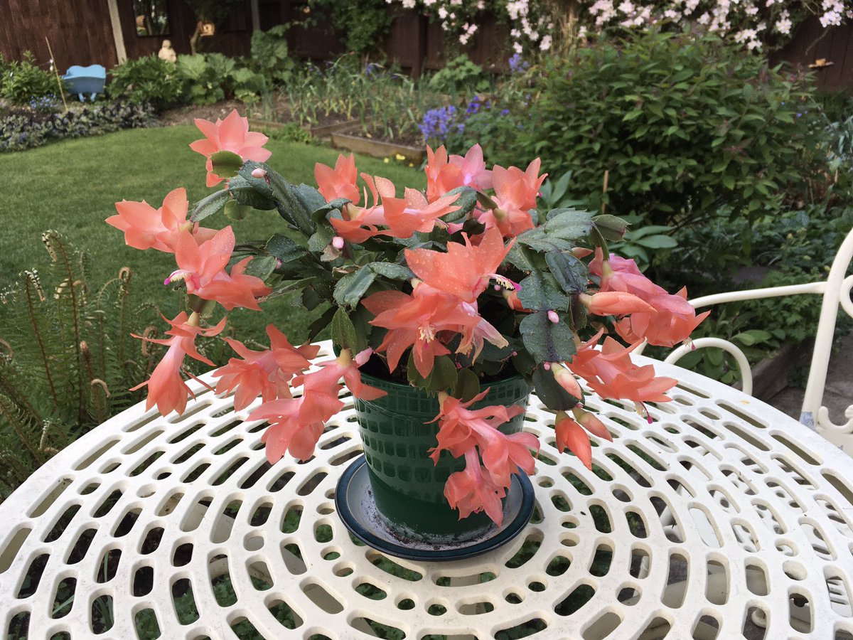 Schlumbergera or Christmas cactus as enjoyed being outside for a bit this week. It’s been flowering since last October. Had a good storm last night, the garden really appreciated it. 
Happy Friday
#GardeningX #houseplants #FridayFeeling