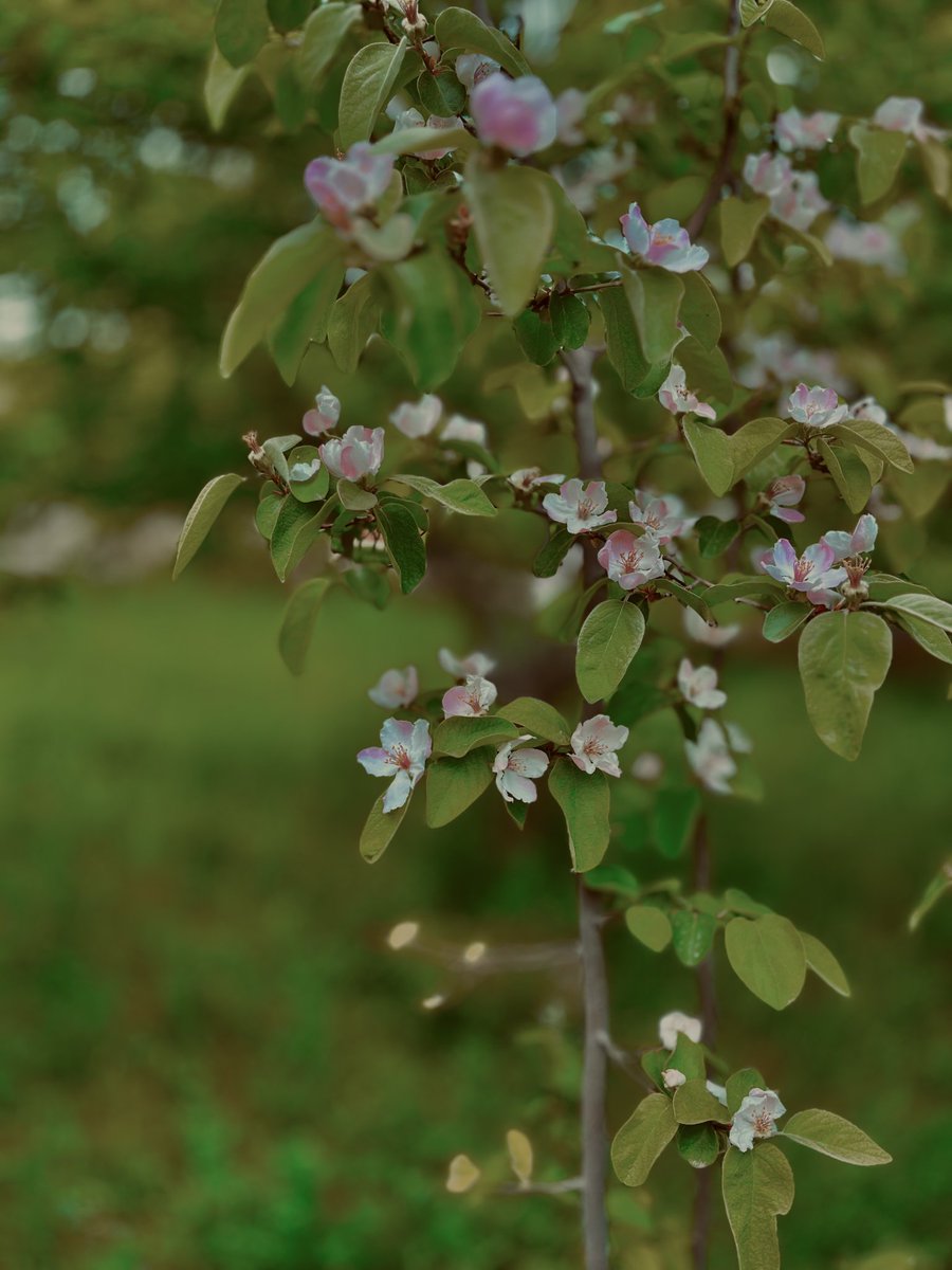 باهار🌸
