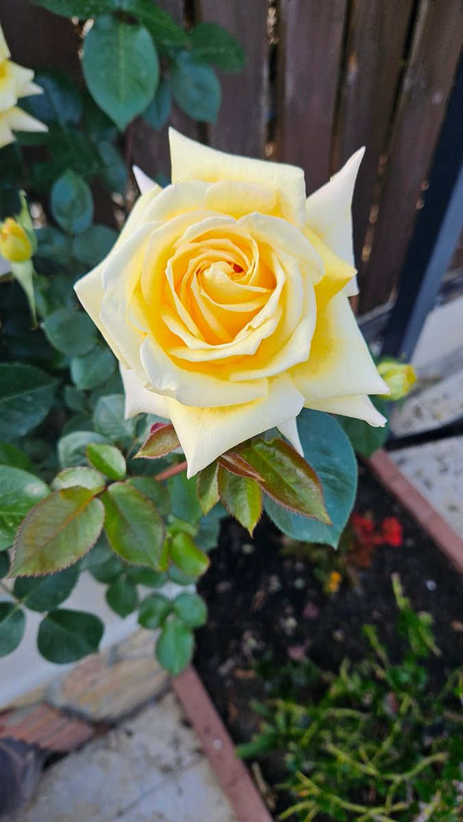 Geç gelen bahardan.