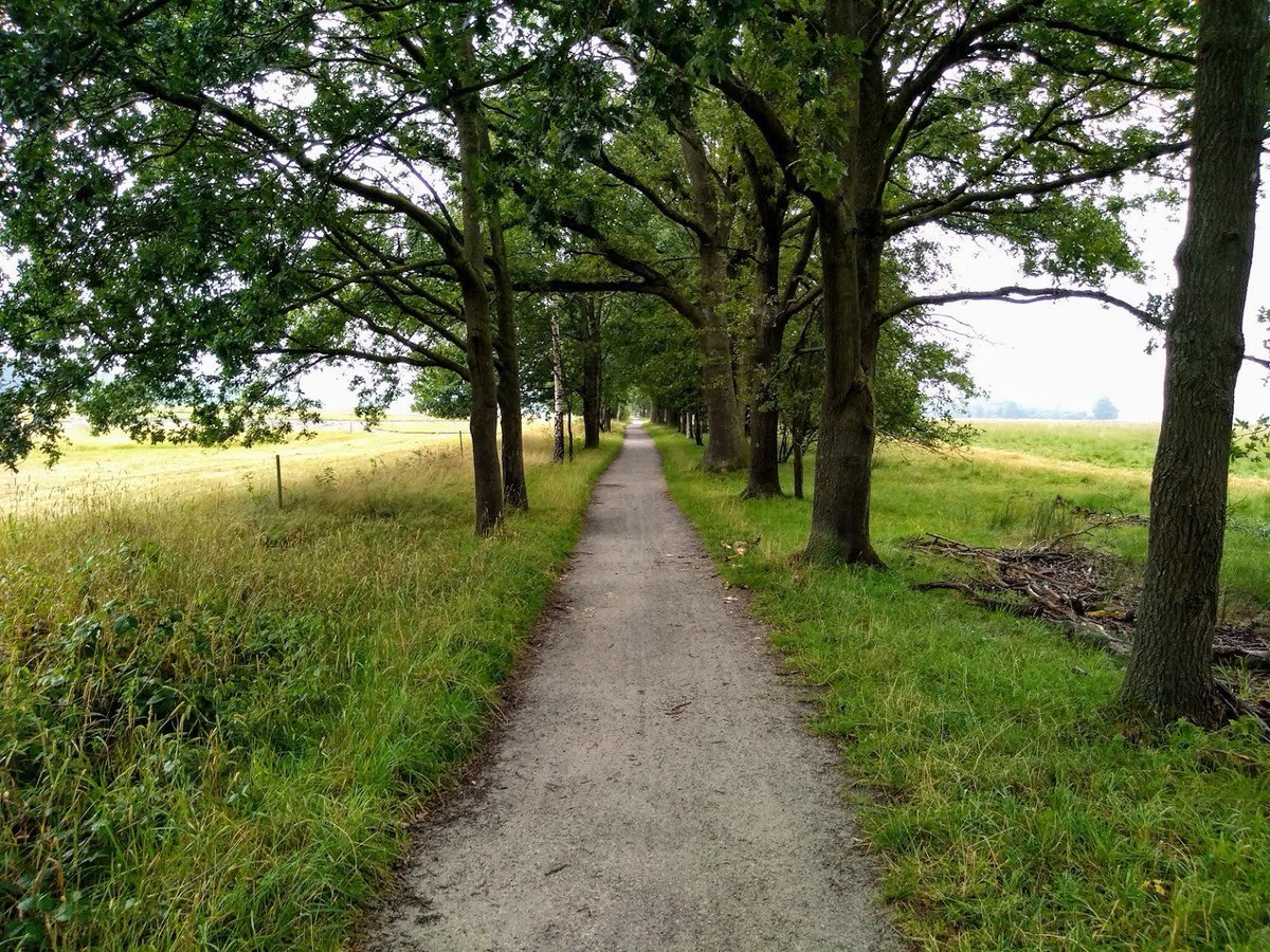 Wandelen in het grootste natte heidegebied van West-Europa? Ga naar het Dwingelderveld! 🌾📷

Uitgestrekte heide, vennen, bossen én... kans op een wollige file dankzij de schaapskuddes 🐑🚶‍♀️