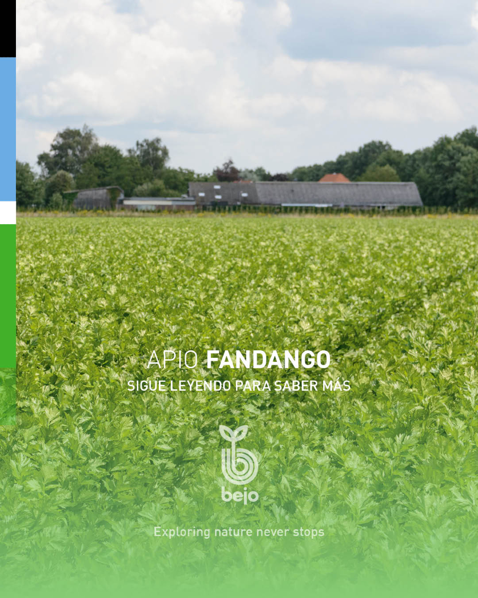 BejoEspana's tweet photo. 🟢¿Conoces FANDANGO?✨
https://t.co/mk1qm6HEHy
🗣️ ¿Te gustaría saber más sobre Fandango? Contacta con nuestro equipo comercial 📲
#exploringnatureneverstops #semillasbejo https://t.co/WNknRq7MHX