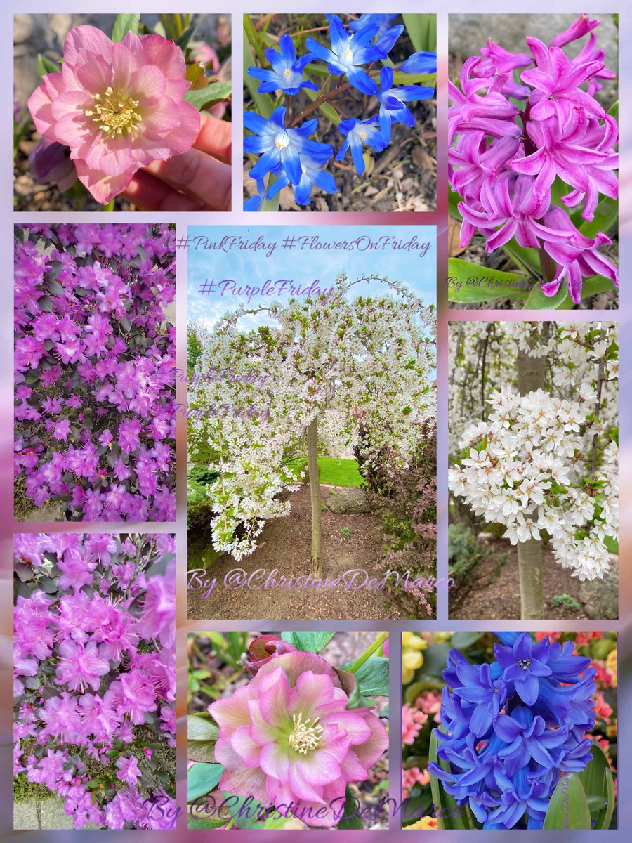 #PinkFriday #PurpleFriday #FlowersOnFriday #MyGarden Today is #NationalNoPantsDay Word ‘pants’ is derived from the term ‘Pantalone’ which comes from the Italian word pantalone to describe one who wears tight trousers. Today we wear shorts, skirts, dresses, robes, overalls, tights
