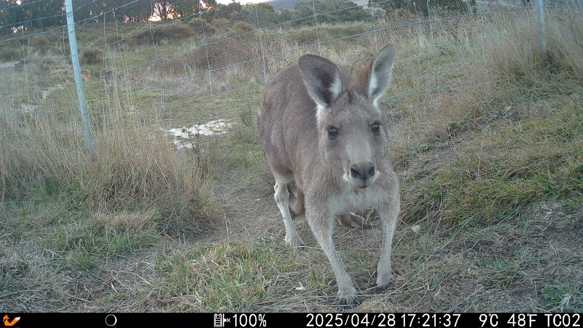 Have trail cam set up at the fence between 2 paddocks.  A few days now and the locals seem to have become a lot less concerned about our presence, and have bought the entire family to visit.
