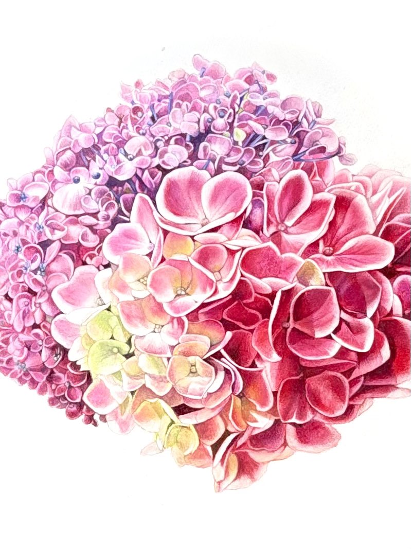 色鉛筆画 🖍️ AKITAKIKO (@kibisukibisu888) / Posts / X