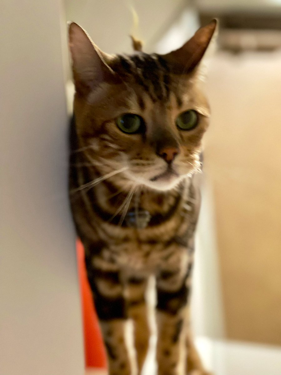 LeoTheWildcat's tweet photo. つくづく、ボクはハンサムな顔をしていると思います。 https://t.co/kdb7GKyZD4