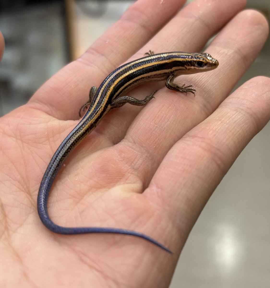 爬虫類倶楽部中野本店 本アカウント on X