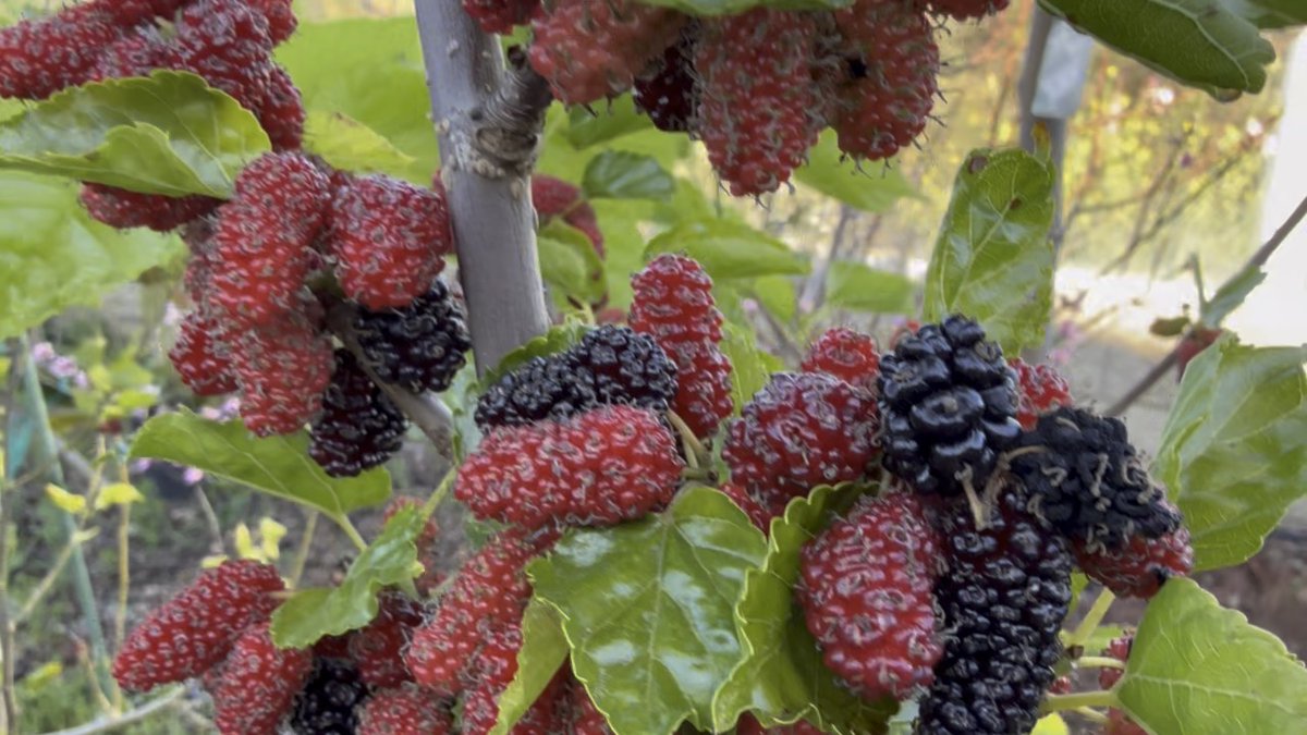 Guess the mulberry variety