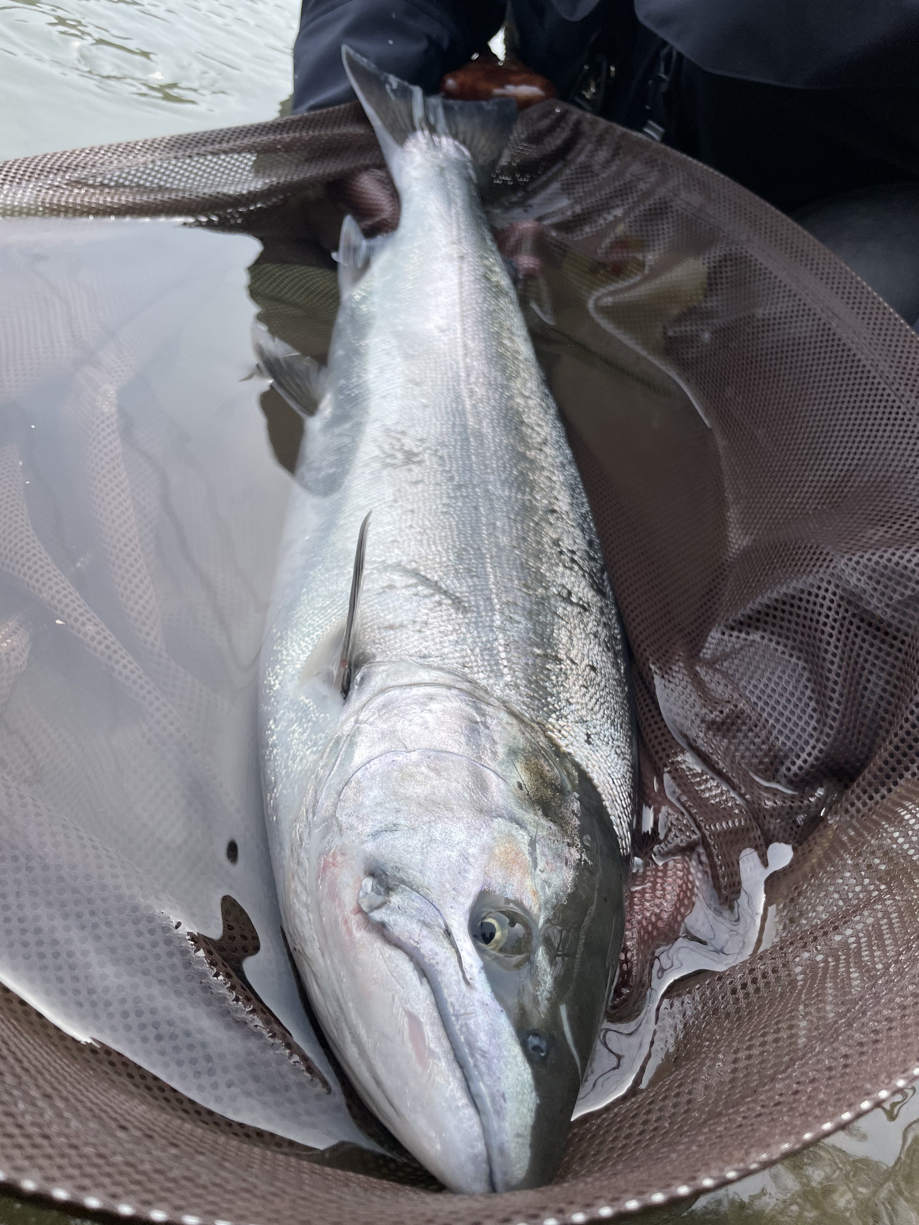 桜マス！ JACKALL】”BamBluz JIG 桜鱒SP”入荷！ - 道東の釣りならブルーマリン