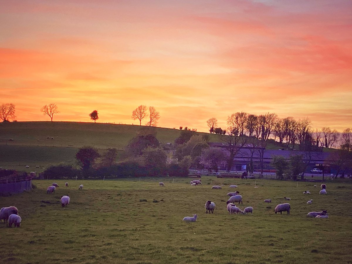 Afterglow last night 🐑🐑🐑 #glaslough