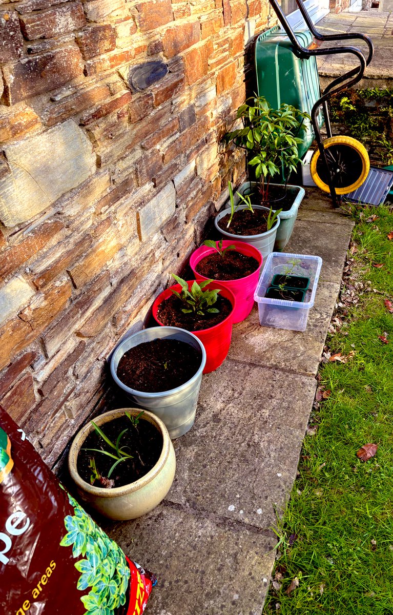 Kate Tantam (She/her) (@tantamkate) on Twitter photo I have been planning our sweet pea towers for 4 months for the #SecretGarden <a href="/UHP_NHS/">University Hospitals Plymouth NHS Trust</a> and been lovingly tending the seedlings.
Imagine a wall of sweet peas at head height…
Summer is looking beautiful <a href="/UHP_NHS/">University Hospitals Plymouth NHS Trust</a>
Now just to build the wall ❤️
Happy Friday #Rehablegends I have been planning our sweet pea towers for 4 months for the #SecretGarden <a href="/UHP_NHS/">University Hospitals Plymouth NHS Trust</a> and been lovingly tending the seedlings.
Imagine a wall of sweet peas at head height…
Summer is looking beautiful <a href="/UHP_NHS/">University Hospitals Plymouth NHS Trust</a>
Now just to build the wall ❤️
Happy Friday #Rehablegends