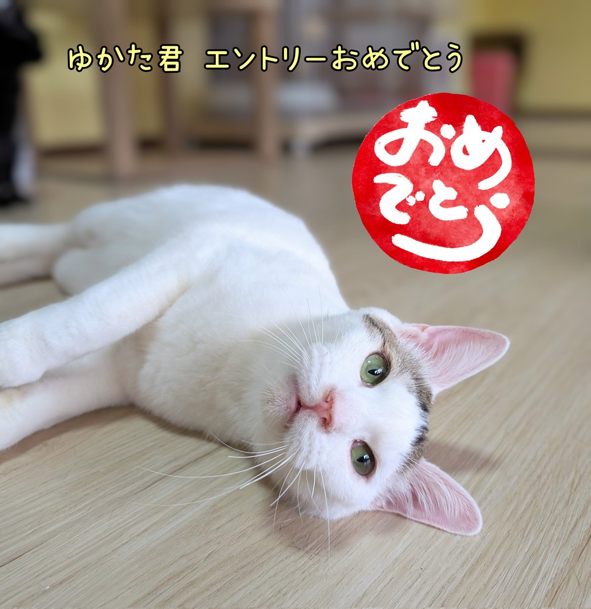 TawashiProject's tweet photo. 本日のお家譲渡会で
ゆかた君にエントリーをいただきました🥰 https://t.co/X5MVkP3AnP