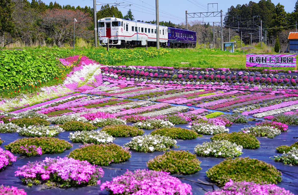 5月2日（金）開花状況 🌷サラキ岬チューリップ園🌷 チューリップは段々