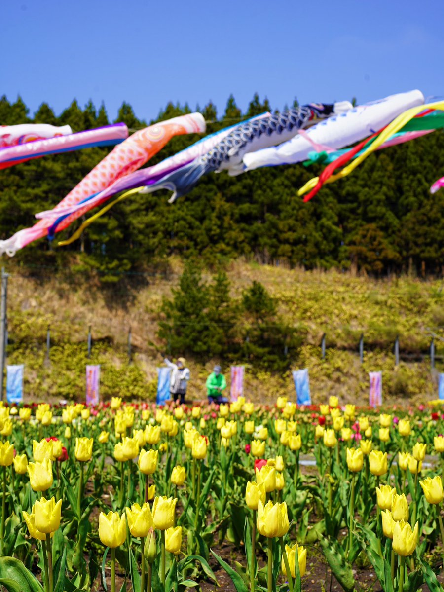 5月2日（金）開花状況 🌷サラキ岬チューリップ園🌷 チューリップは段々