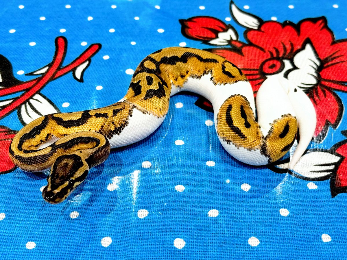 IwakuyaPichiko's tweet image. 水換えも終わったし、お蛇達にもマウスをあげてペットシート交換したし今日のお世話は終わり✨

さー❗️
閉店まで何しよう🤔

#ボールパイソン
#PythonRegius
#爬虫類
#爬虫類ショップ
#大阪
#ミズガメ
#ドロガメ
#reptiles
