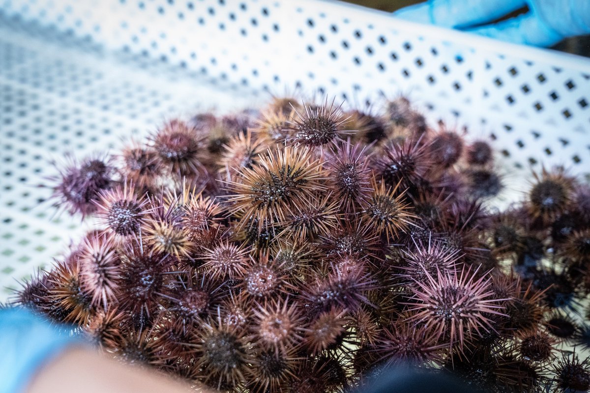 Università di Corsica tweet media