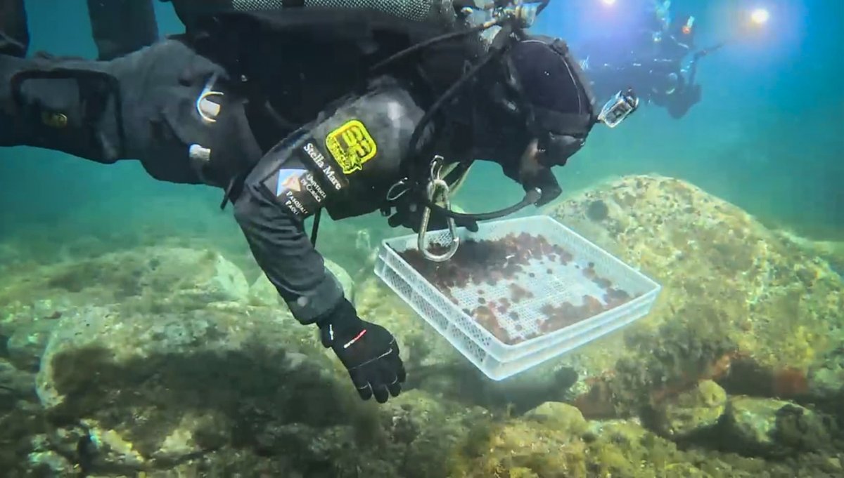 Università di Corsica tweet media